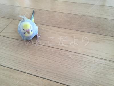 迷い鳥の写真
