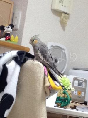 迷い鳥の写真