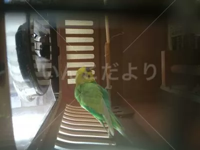 保護鳥の写真