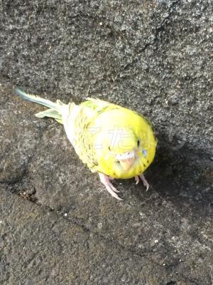 保護鳥の写真