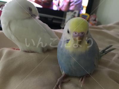 迷い鳥の写真