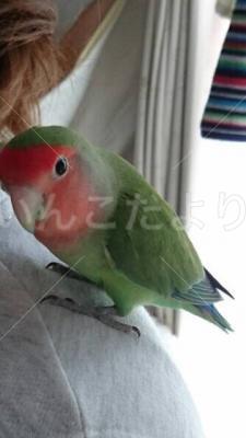 保護鳥の写真