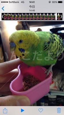 保護鳥の写真