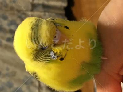 迷い鳥の写真