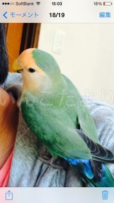 迷い鳥の写真