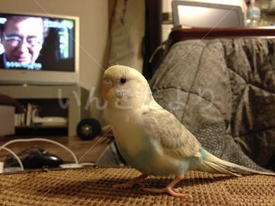 迷い鳥の写真