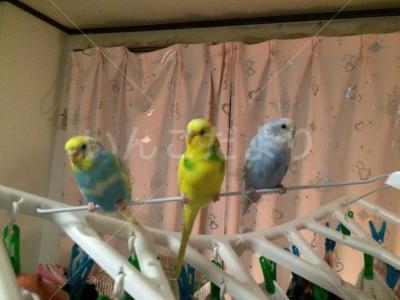 迷い鳥の写真