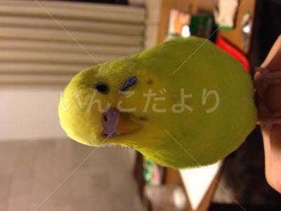 迷い鳥の写真