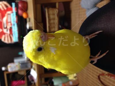 迷い鳥の写真