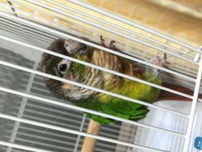 保護鳥の写真