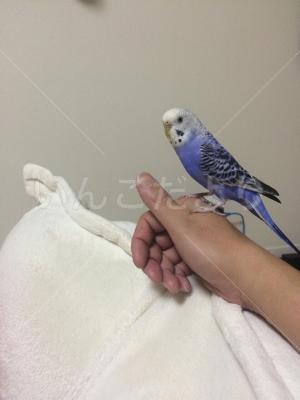 迷い鳥の写真