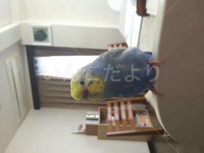 迷い鳥の写真