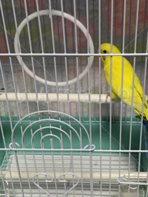 保護鳥の写真
