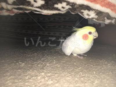 迷い鳥の写真