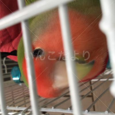 迷い鳥の写真