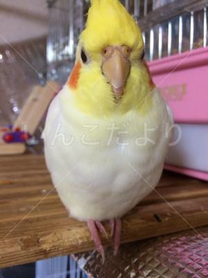 迷い鳥の写真