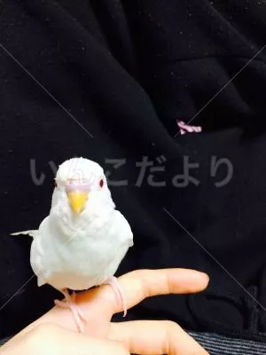迷い鳥の写真