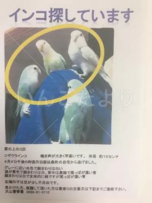 迷い鳥の写真