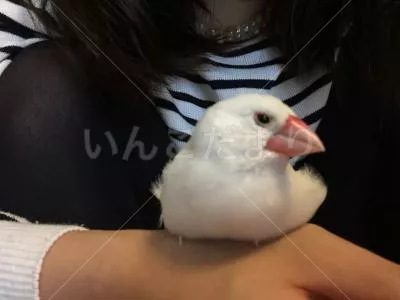 保護鳥の写真