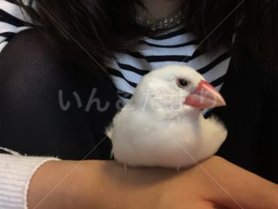 保護鳥の写真