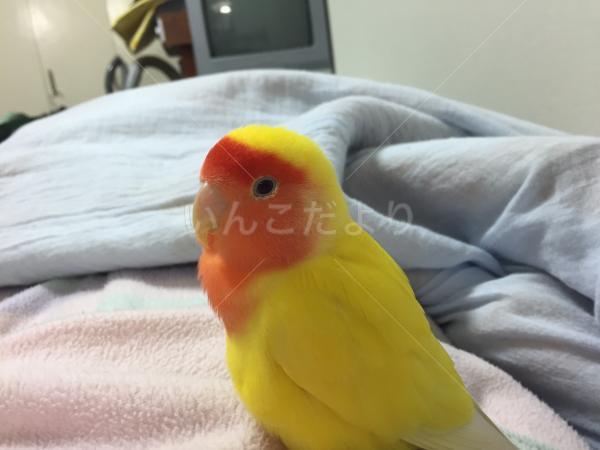 迷い鳥の写真