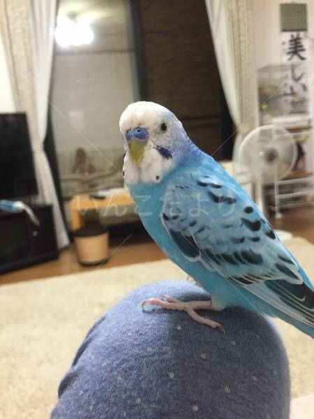 迷い鳥の写真