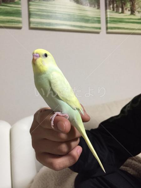 迷い鳥の写真