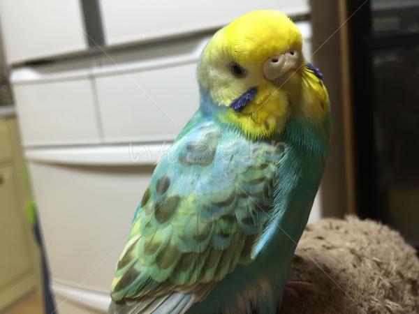 迷い鳥の写真