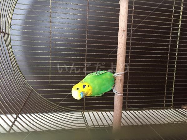 保護鳥の写真