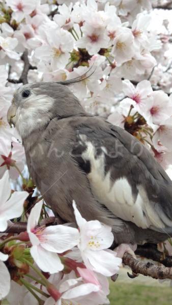 迷い鳥の写真