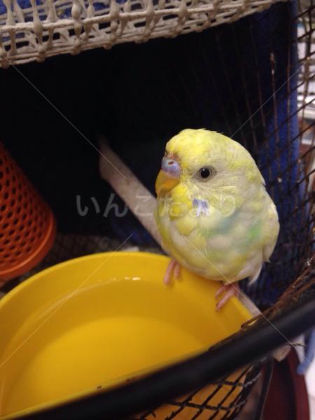 保護鳥の写真