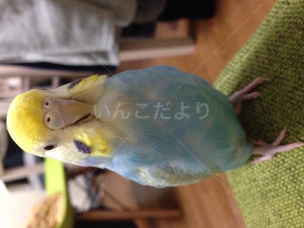迷い鳥の写真