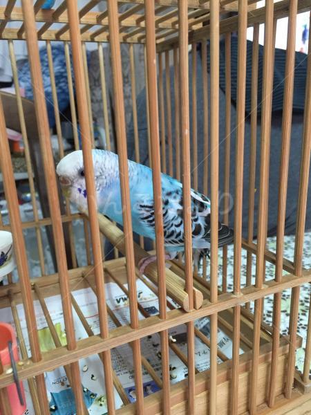 保護鳥の写真