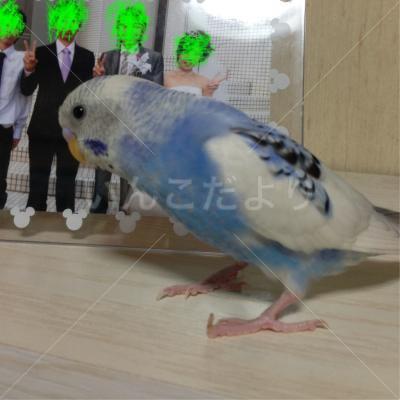 迷い鳥の写真