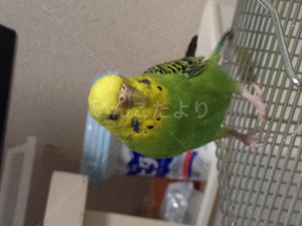 迷い鳥の写真