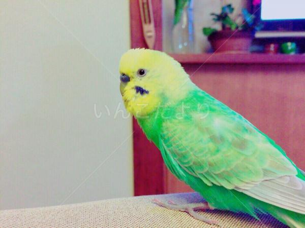 迷い鳥の写真
