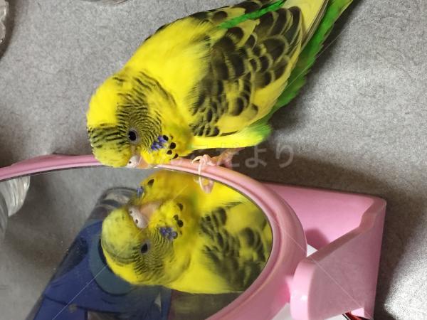 迷い鳥の写真