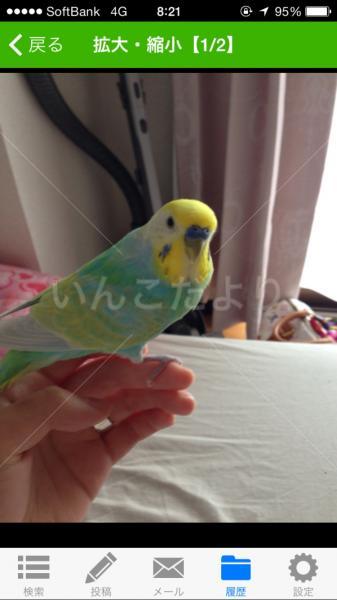 保護鳥の写真