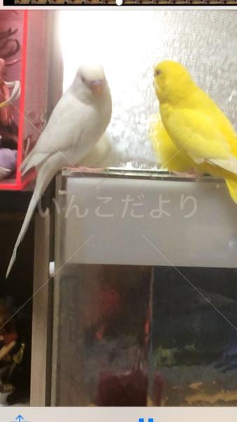 迷い鳥の写真