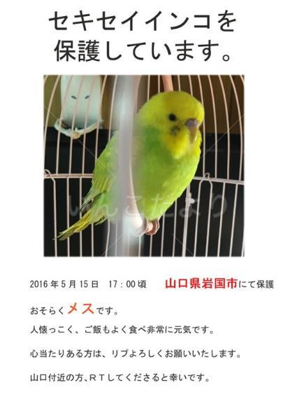 保護鳥の写真
