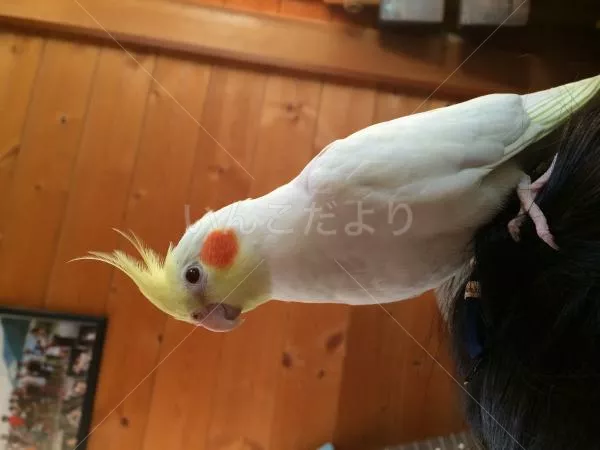 保護鳥の写真