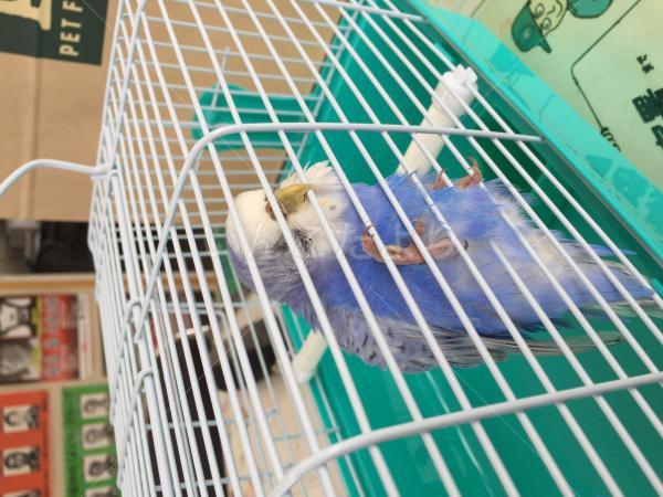 保護鳥の写真