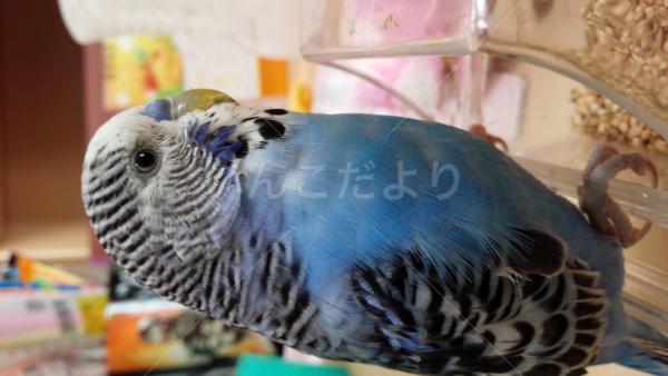 迷い鳥の写真
