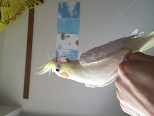 迷い鳥の写真