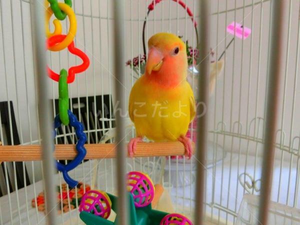 保護鳥の写真