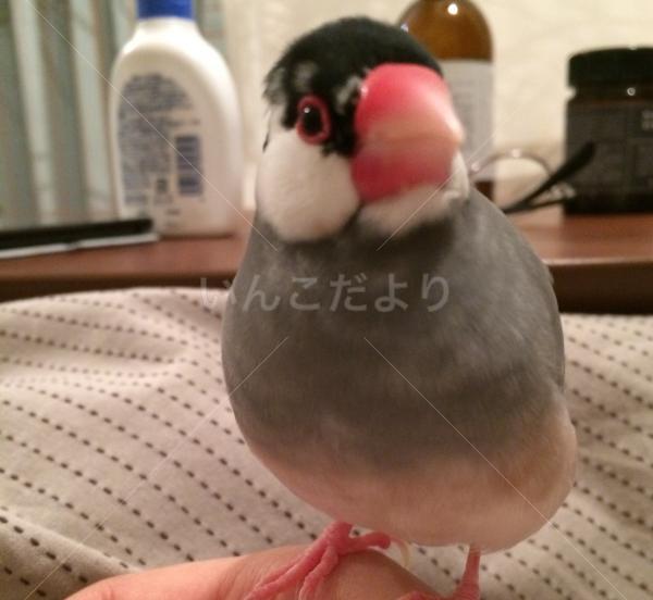 迷い鳥の写真