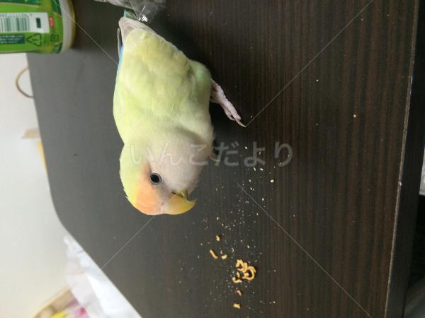 迷い鳥の写真