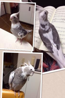 迷い鳥の写真