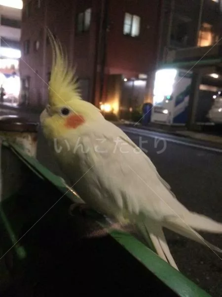 保護鳥の写真