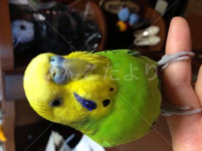 保護鳥の写真